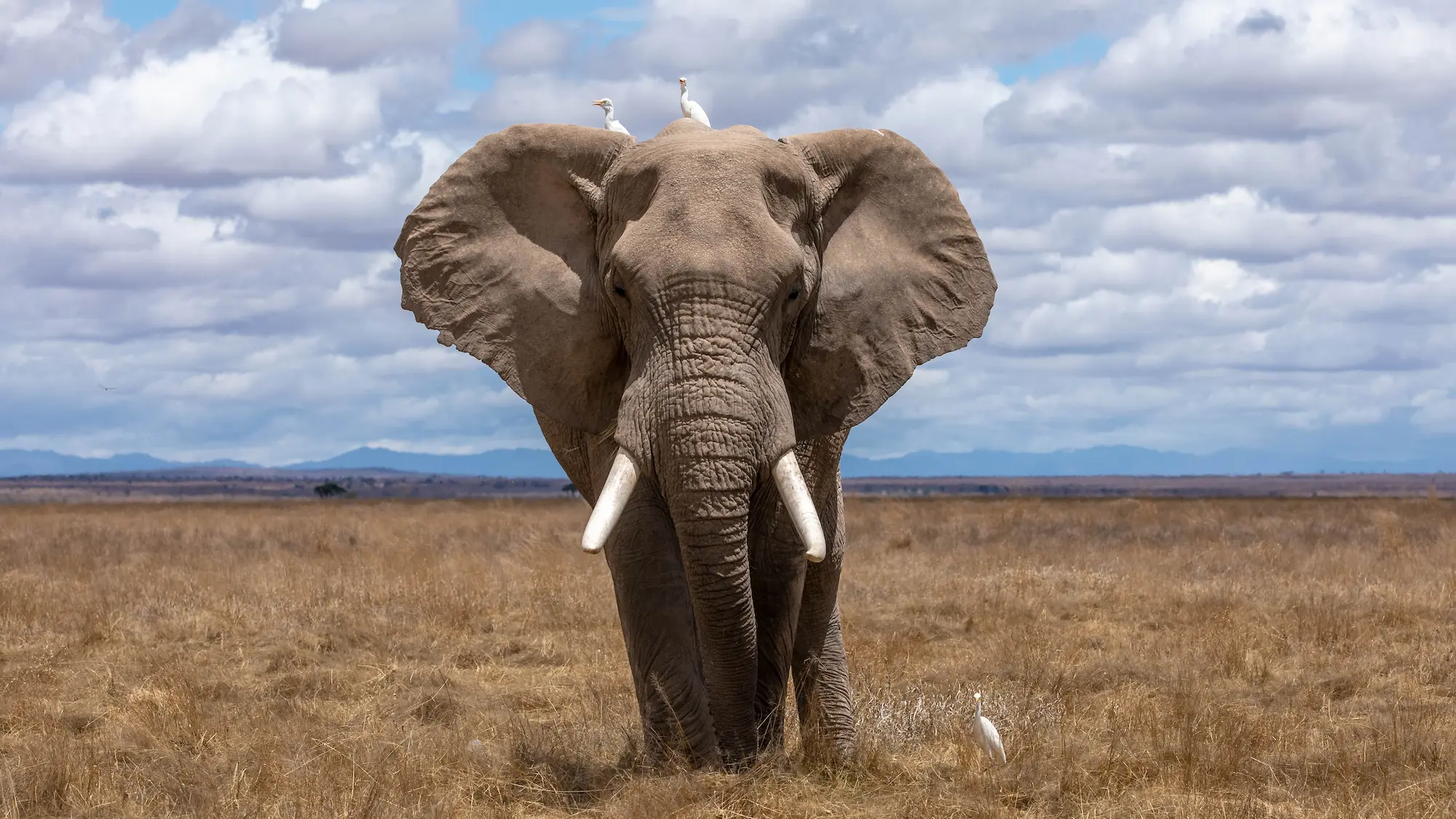 Animal Leader Quiz - Lepaya